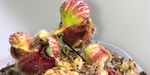 セファロタス成長記録=2026/3月28日 #食虫植物 #セファロタス #icos #著作権無料 #BGM