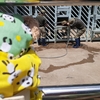 #上野動物園#ウタイ#健康診断