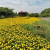 戸田川緑地2025年6月中旬