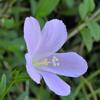 ハイビスカス　ロバツス　　　　精霊の守り花　　　　　　千葉県市川浦安アスファルト脇植物園・自宅