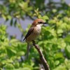 兵庫県）尼崎農業公園、オオルリ、モズ。香櫨園浜、ユリカモメ、コサギ、カワウ。