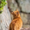 公園の野良猫