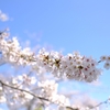 近所の桜