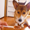 犬がドッグフードを食べないことがある