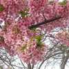 今城塚古墳でお花見