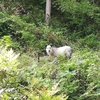 番外編　エイプで散歩してたらカモシカと遭遇