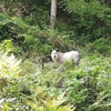 番外編　エイプで散歩してたらカモシカと遭遇