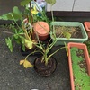 野良観葉植物でした◉