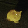 今回は猫さんがやって来た