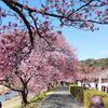 みなみの桜と菜の花まつり（河津桜）へ