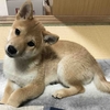 柴犬あきとの生活　53