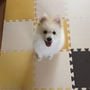 おすすめ犬のおもちゃ