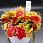 ハエトリソウの種類について〜変遷と未来の可能性〜 - MAD GRDEN'S LAB