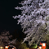 京都新聞写真コンテスト　平野神社　夜桜