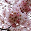 ワーホリ＠トロント～High Parkの桜でお花見気分を堪能！