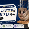アフリカヤマネが夜うるさい時の対処法｜鳴き声・回し車・ケージ音を静かにする方法