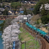 桜満開の落合川を往く、国鉄色EF64-1000重連の8084列車を撮る！