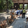 　旦那、東大寺にて小学生に囲まれる