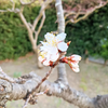 辻堂にて