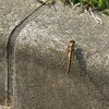 今季初見のシオヤトンボと蝶たち