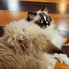 【B】台北：学生街の隠れ家的猫バー！「bistro O 避世所」@古亭