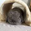 【７歳のうさぎ・つきの体調記録】鼻息が荒いので受診