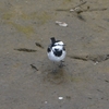 天竜川沿いの野鳥探し