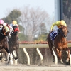 【フェブラリーステークス 2019 枠順確定】勝つのは連勝中のアノ馬か？それとも話題のアノ馬か？見逃せません！