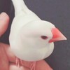 ペットの白文鳥から命じられた事