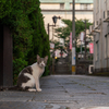 地元繁華街のねこさん