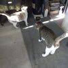 さぁ～て朝からバタバタでハンドパンには辿り着けず