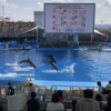 名古屋港水族館～イルカとマイワシのトルネード、そしてペンギンちゃん