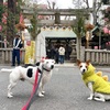 新年の無事を祈ります