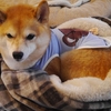 入っているような、入っていないような、だよ