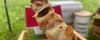 レビュー！キャンプで焼き鳥の道具はガスコンロがおすすめ！準備がいらない