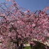 3-4月天野川の桜