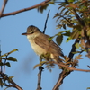 GW河北潟の野鳥②