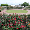 150種類2000株のバラが咲く『大野町バラ公園』