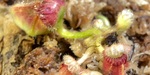 セファロタス成長記録=2026/9月3日 #食虫植物 #icos #BGM #ボカロ #初音ミク
