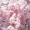 しだれ桜が満開です〜