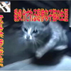 殺処分される悲惨な子猫の生涯