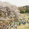 根岸森林公園のさくら