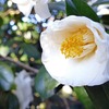 6月京都の特別公開　旅行・デートに「沙羅の花を愛でる会」