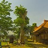 小田の八坂神社と巨木～つくば市とその周辺の風景写真案内（４０４）