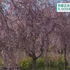 阿蘇五岳「根子岳」のふもとで桜並木が見ごろ 高森町
