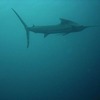 カジキを　釣ったのを　見たことある人　　１名！
