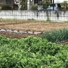 週末前に雨に降られると家庭菜園的活動ができなくなるので勘弁してもらいたい