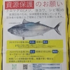 マグロ採捕ルール