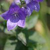 ６月の酷暑と花壇の花たち