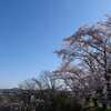 仙台市内の桜